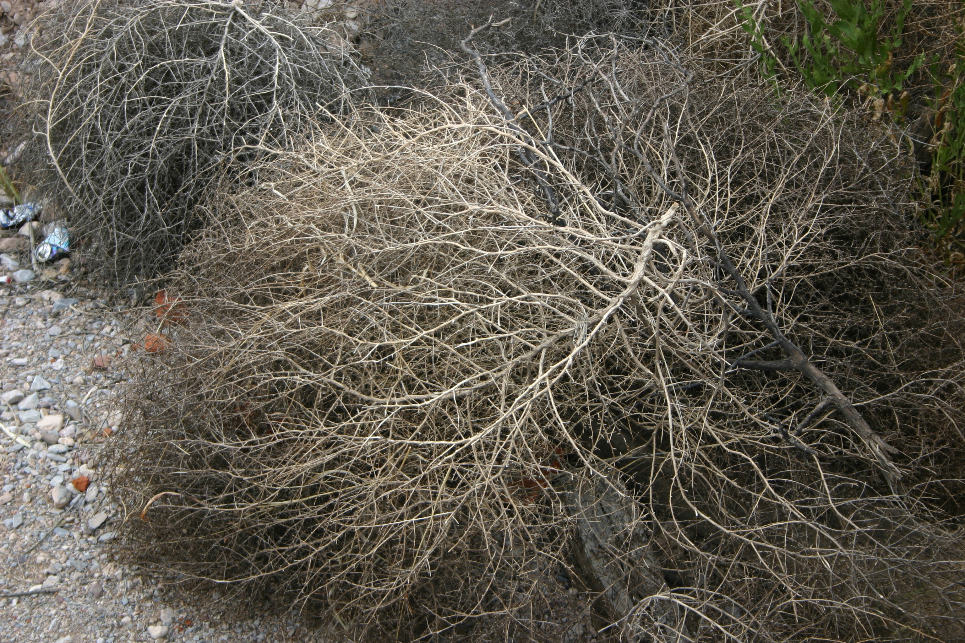 A tale of two blogs (the tumbleweed + the blossoming)