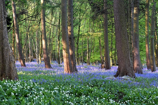 bluebell 